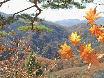 语文答题模板